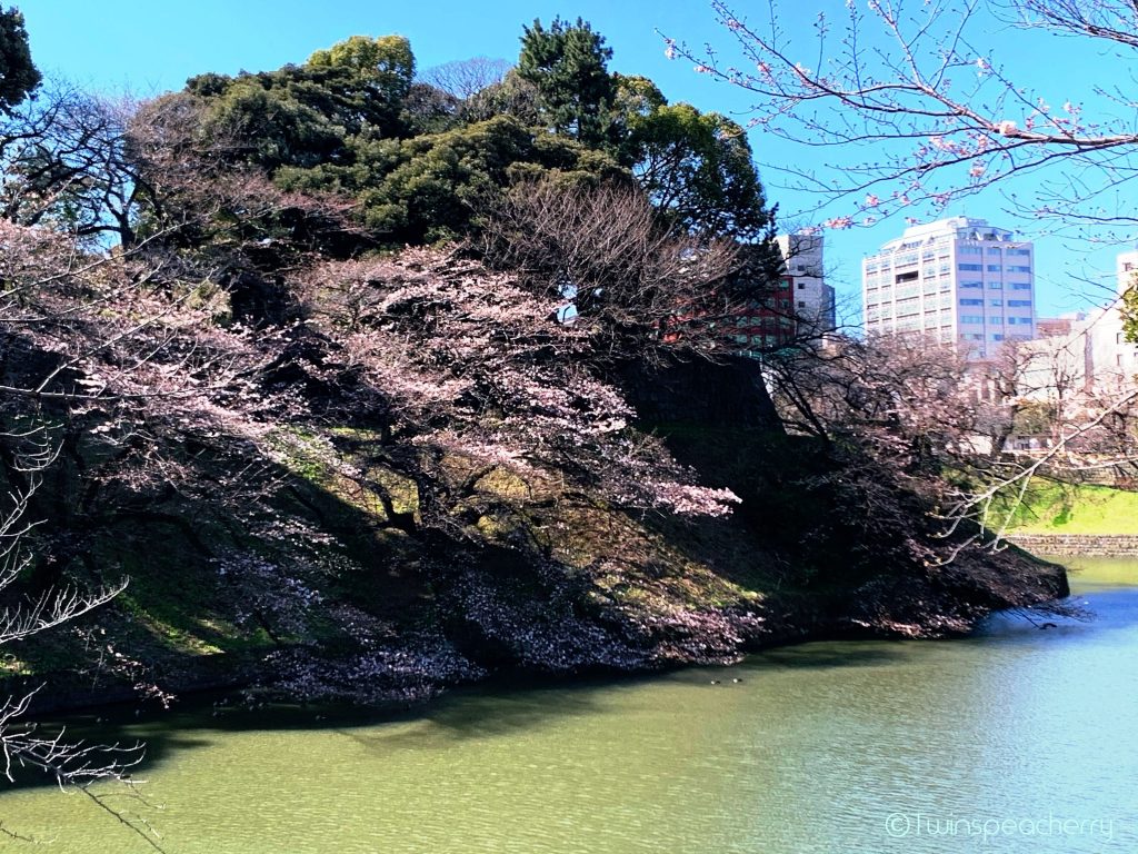 千鳥ヶ淵を望む北の丸公園｜【双子4歳-運動不足解消】遊具のない広い公園、広場／混雑回避して遊ぶ方法まとめ #コロナ中の遊び #キックボード