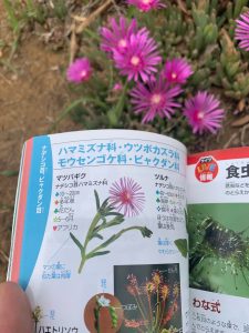 松葉菊‐晴海臨海公園水辺のテラス5月