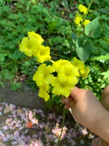 大きなカタバミ（隅田川テラス5月 ）